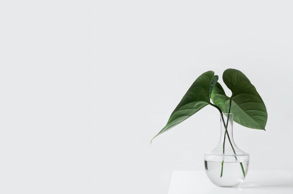 Act of Love | Tips for a More Sustainable Home